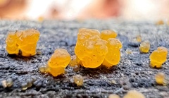 Dacrymyces capitatus