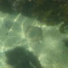 Trygonoptera testacea