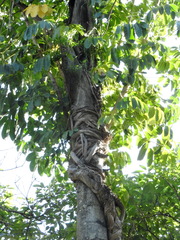 Ficus subpisocarpa