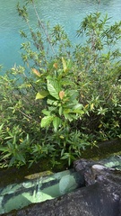 Ficus benguetensis