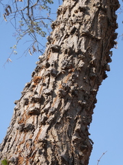 Senegalia nigrescens