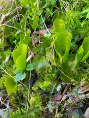 Hymenophyllum nephrophyllum