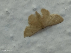 Idaea belemiata