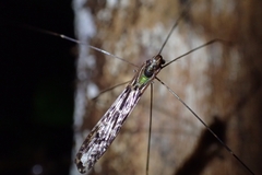 Limoniidae
