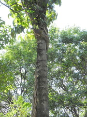 Ficus subpisocarpa