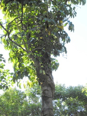 Ficus subpisocarpa