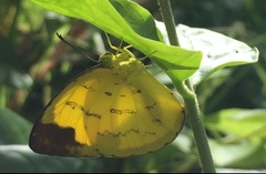 Eurema simulatrix tecmessa
