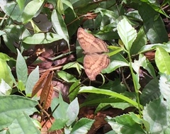 Junonia iphita