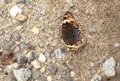 Junonia orithya wallacei