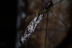Limoniidae