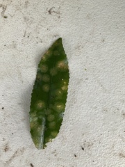 Cephaleuros lagerheimii