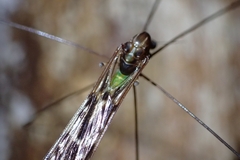 Limoniidae