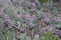 Indigofera brachystachya