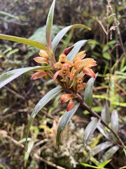 Maxillaria
