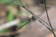 Eusynthemis aurolineata