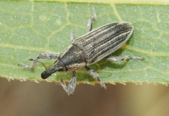 Scaphomorphus