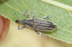 Scaphomorphus