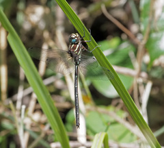 Austroaeschna pulchra