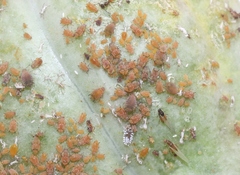 Aphis asclepiadis