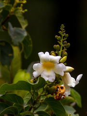 Amphilophium carolinae