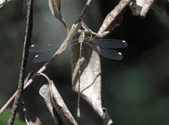 Episynlestes albicaudus