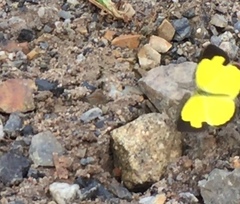 Eurema simulatrix tecmessa