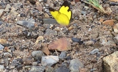 Eurema simulatrix tecmessa