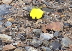 Eurema simulatrix tecmessa