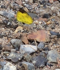 Eurema simulatrix tecmessa
