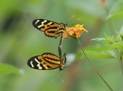 Mechanitis polymnia kayei