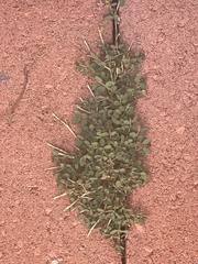Trianthema portulacastrum