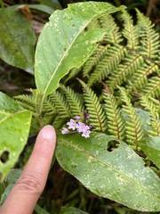 Epidendrum fimbriatum