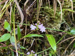 Epidendrum fimbriatum