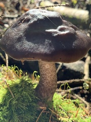 Pluteus exilis