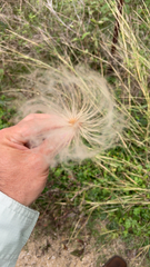 Clematis drummondii