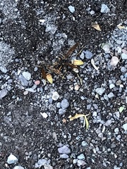 Polistes comanchus