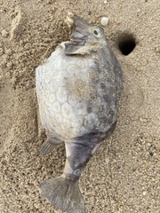 Anoplocapros inermis