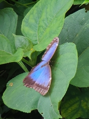 Morpho
