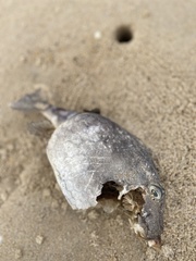 Anoplocapros inermis