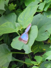 Morpho