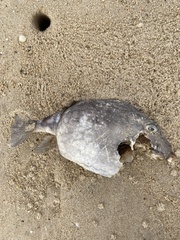 Anoplocapros inermis