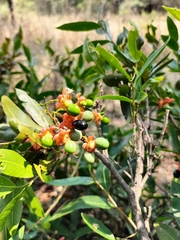 Ochna