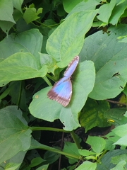 Morpho