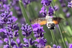 Macroglossum stellatarum