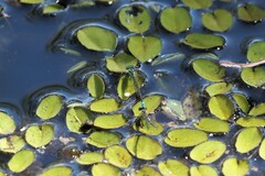 Austroagrion watsoni