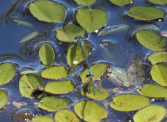Austroagrion watsoni