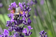 Macroglossum stellatarum