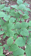 Ulmus glabra