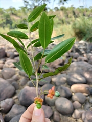 Ochna
