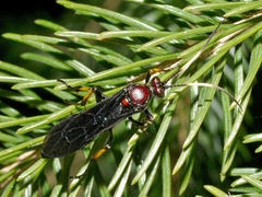 Ichneumon centrator